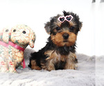 Small #2 Yorkshire Terrier