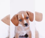 Small #1 Chiweenie