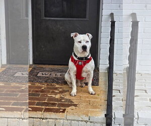 SAMMY - Male American Staffordshire Terrier-Unknown Mix Dog for Adoption - Photo #9