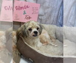 Small #1 Shih Tzu Mix