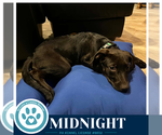 Small #1 Labrador Retriever Mix