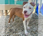 Small #3 American Bulldog Mix