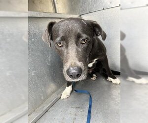 Labrador Retriever-Unknown Mix Dogs for adoption in Lufkin, TX, USA