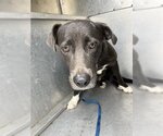Small Labrador Retriever Mix
