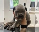 Small #5 Cane Corso