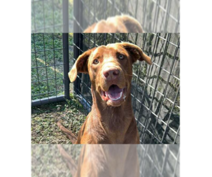 Mutt Dogs for adoption in Abbeville, LA, USA