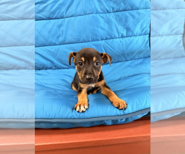 Medium Photo #2 Labrador Retriever-Unknown Mix Puppy For Sale in Mundelein, IL, USA