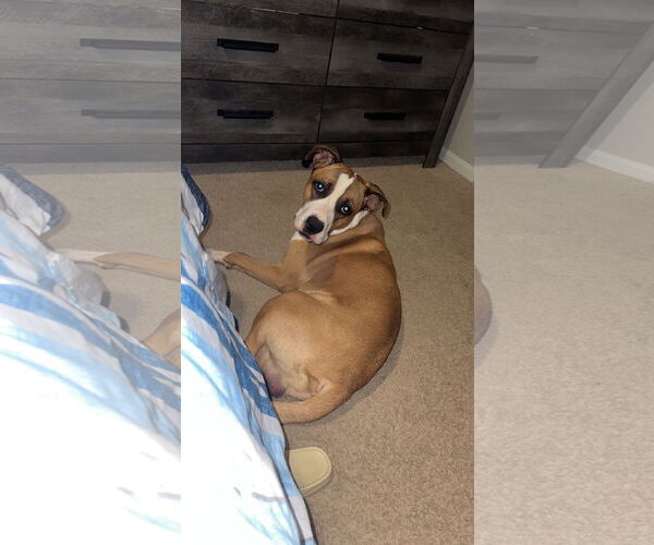 Medium Photo #1 Boxer-Unknown Mix Puppy For Sale in Holly Springs, NC, USA