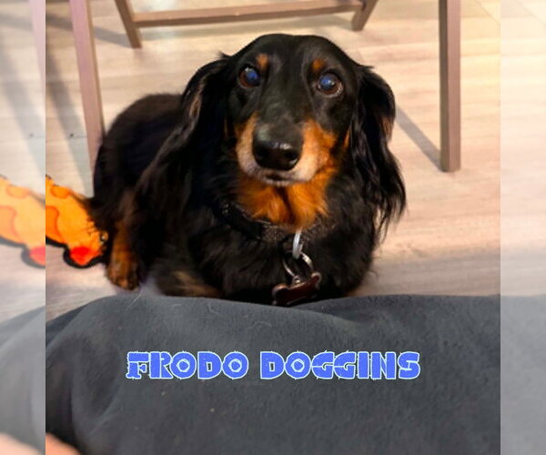 Medium Photo #4 Dachshund Puppy For Sale in San Antonio, TX, USA
