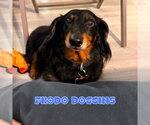 Small #3 Dachshund