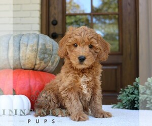 Bernedoodle (Miniature) Puppy for sale in NARVON, PA, USA