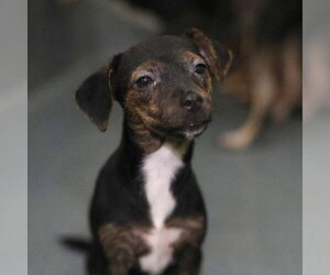 Chihuahua-Unknown Mix Dogs for adoption in San Antonio, TX, USA