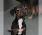 Small Chihuahua Mix