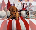 Small Photo #2 Labrador Retriever Puppy For Sale in BUFFALO, NY, USA
