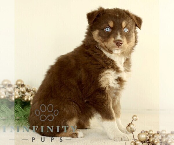 Medium Photo #4 Australian Shepherd Puppy For Sale in LANCASTER, PA, USA