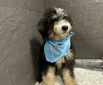 Small #4 Bernedoodle