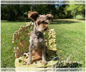 Mother of the Schnauzer (Miniature) puppies born on 03/03/2025