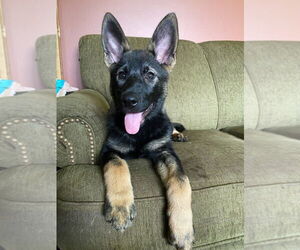 German Shepherd Dog-Norwegian Elkhound Mix Dogs for adoption in Minneapolis, MN, USA