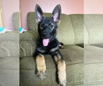 Small German Shepherd Dog-Norwegian Elkhound Mix