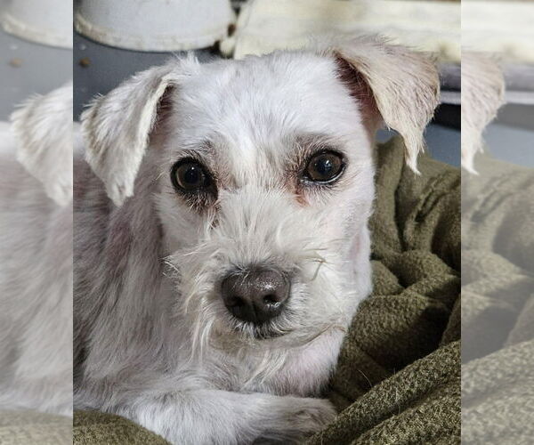 Medium Photo #5 Mutt Puppy For Sale in Lake Forest, CA, USA