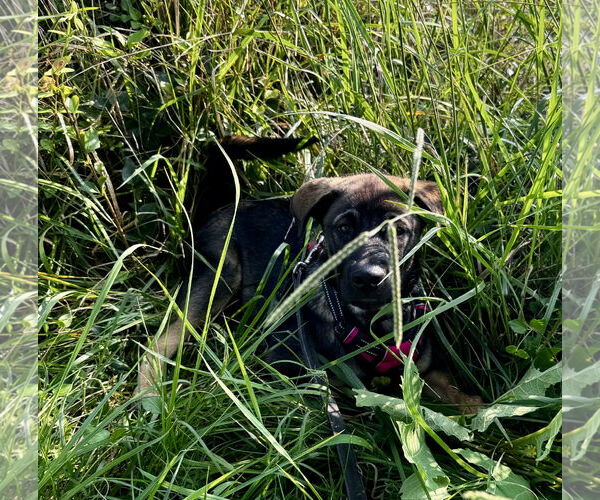 Medium Photo #2 German Shepherd Dog-Unknown Mix Puppy For Sale in New Hill, NC, USA