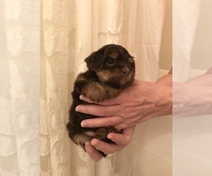 Biewer Yorkie-Poo-Shi Mix Puppy for sale in SENECA, SC, USA