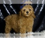 Small #3 Poodle (Miniature)