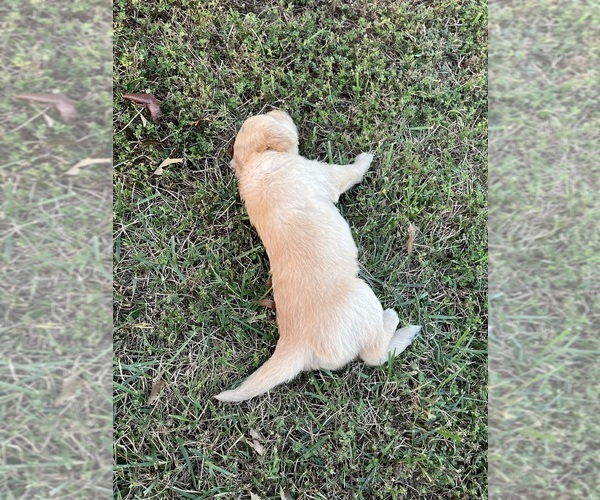 Medium Photo #20 English Cream Golden Retriever Puppy For Sale in CENTERTOWN, MO, USA