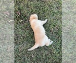 Small Photo #20 English Cream Golden Retriever Puppy For Sale in CENTERTOWN, MO, USA