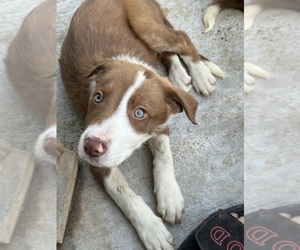 Border Collie Puppy for sale in MINERAL, VA, USA