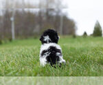 Small Photo #12 Zuchon Puppy For Sale in WARSAW, IN, USA