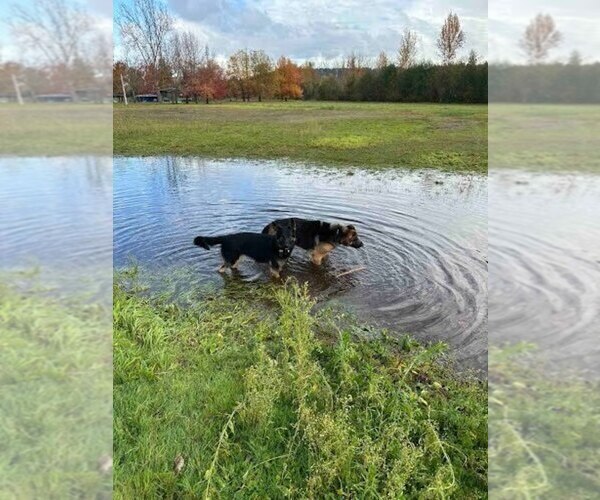 Medium Photo #6 German Shepherd Dog Puppy For Sale in AUBURN, WA, USA