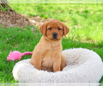 Small #9 Labrador Retriever