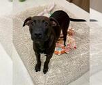 Small American Pit Bull Terrier Mix