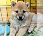 Small Photo #3 Shiba Inu Puppy For Sale in MISSOULA, MT, USA