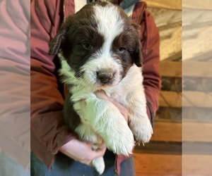 Australian Shepherd-Great Pyrenees Mix Puppy for sale in CHARLESTOWN, IN, USA