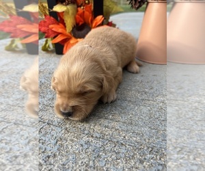 Golden Retriever Puppy for sale in NEOLA, WV, USA