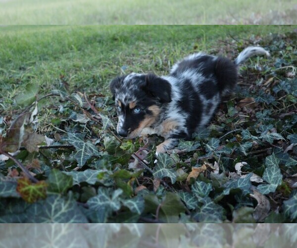 Medium Photo #1 Australian Shepherd Puppy For Sale in GOSHEN, IN, USA