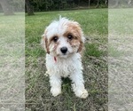 Small #2 Cavapoo-Poodle (Miniature) Mix