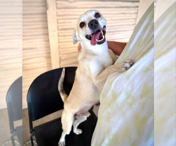 Medium Photo #6 Chihuahua-Unknown Mix Puppy For Sale in phoenix, AZ, USA