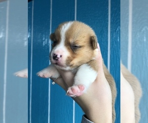 Pembroke Welsh Corgi Puppy for sale in ARTHUR, IL, USA