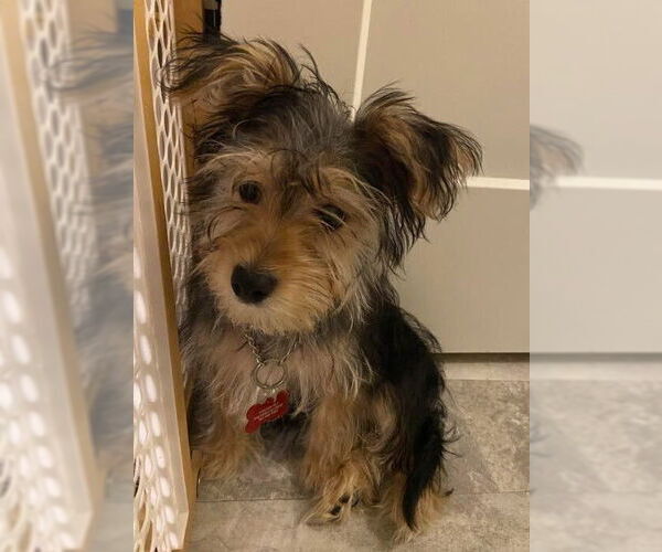 Medium Photo #4 Maltese-Unknown Mix Puppy For Sale in Andover, MN, USA