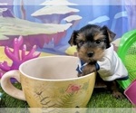 Small #6 Yorkshire Terrier