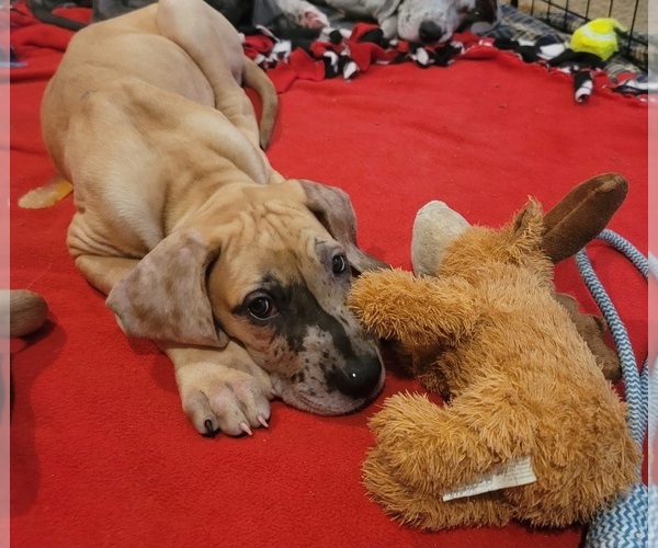 Medium Photo #35 Great Dane Puppy For Sale in CORONA, CA, USA