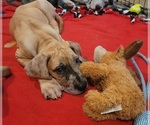 Small #34 Great Dane