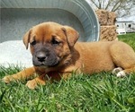 Puppy 3 Bernese Mountain Dog-English Cream Golden Retriever Mix