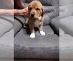Puppy 6 Great Pyrenees-Rottweiler Mix