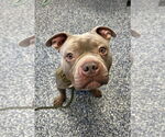 Small #1 American Bulldog Mix