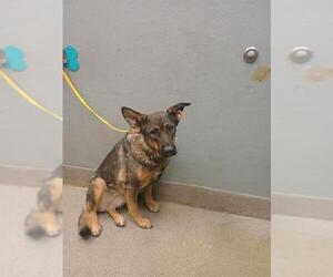 German Shepherd Dog-Unknown Mix Dogs for adoption in Las Vegas, NV, USA