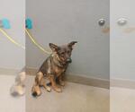 Small German Shepherd Dog Mix